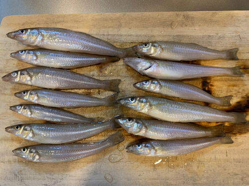 キスの釣果