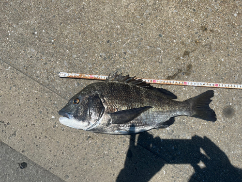 チヌの釣果