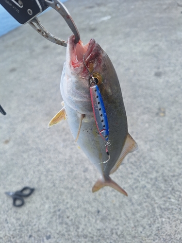 ショゴの釣果