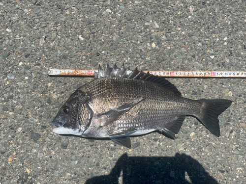 チヌの釣果