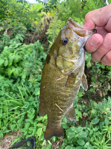 スモールマウスバスの釣果