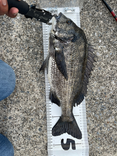 クロダイの釣果