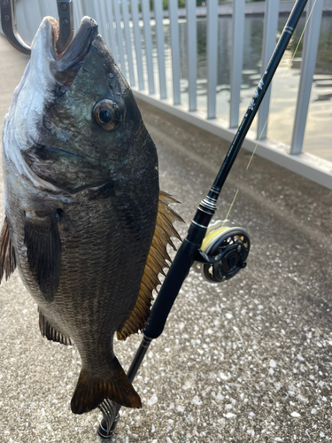 クロダイの釣果