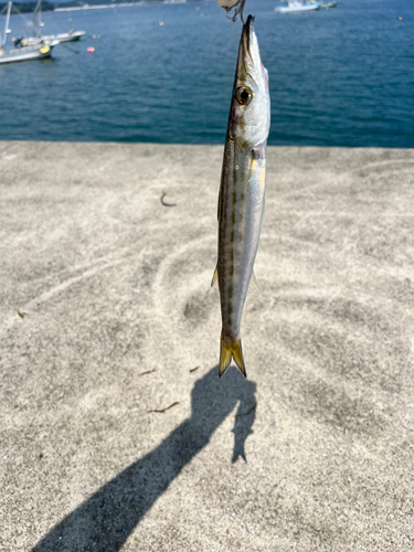 カマスの釣果