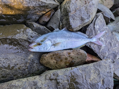 ネリゴの釣果