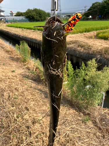 ナマズの釣果