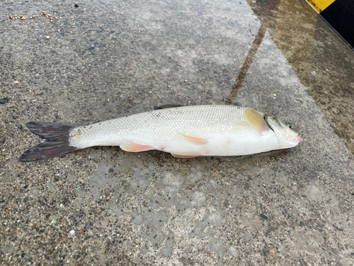 エゾウグイの釣果