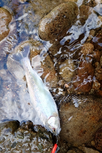 ニジマスの釣果