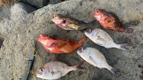 アカハタの釣果