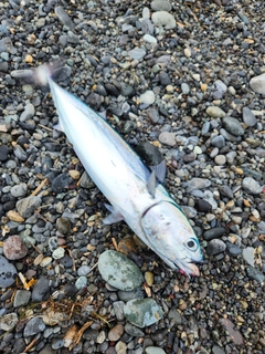 ソウダガツオの釣果