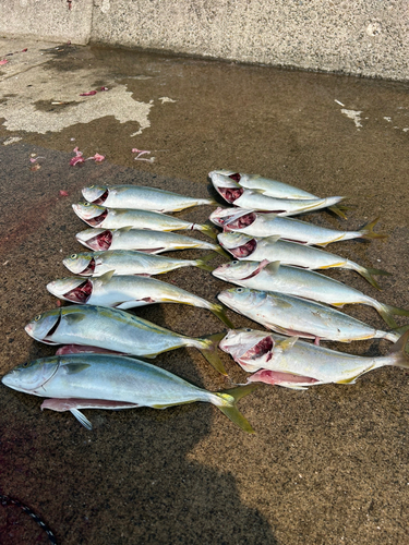 ヤズの釣果