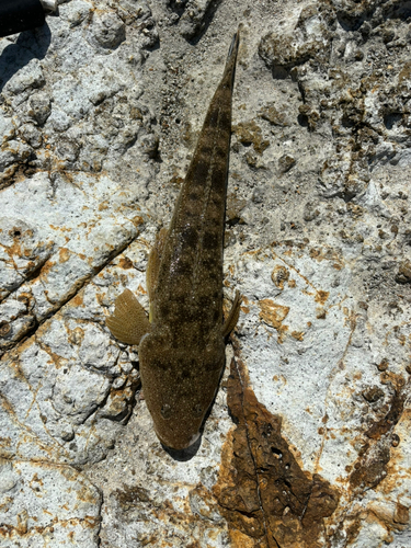 マゴチの釣果