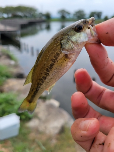 ラージマウスバスの釣果