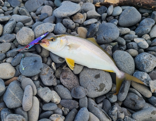 ショゴの釣果