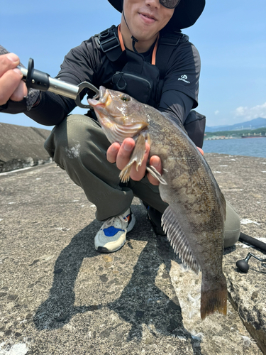 アイナメの釣果