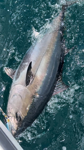 クロマグロの釣果