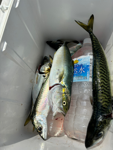 サバの釣果