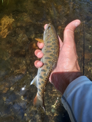 ヤマメの釣果