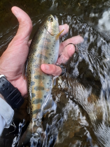 ヤマメの釣果