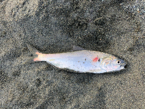 コノシロの釣果