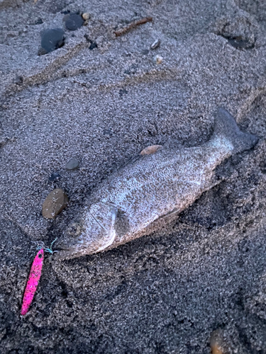 フッコ（ヒラスズキ）の釣果