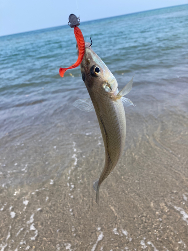 シロギスの釣果