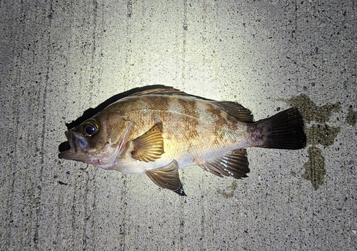 メバルの釣果