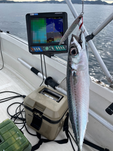 サバの釣果