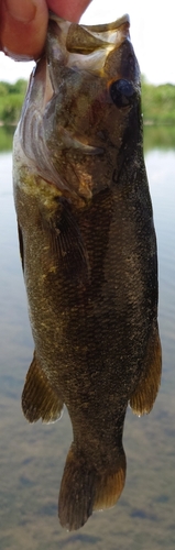 スモールマウスバスの釣果