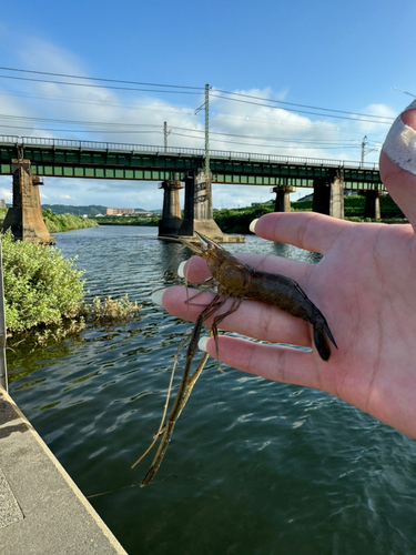 テナガエビの釣果