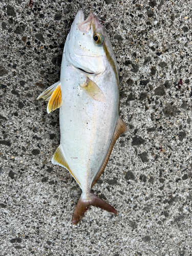 ショゴの釣果