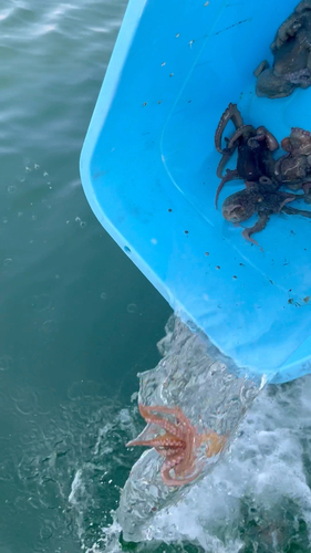 マダコの釣果