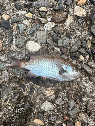 スズメダイの釣果