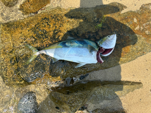 ハマチの釣果