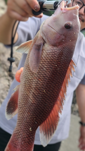 コブダイの釣果