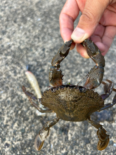 カニの釣果