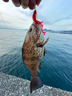 オオモンハタの釣果