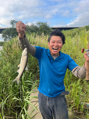 ウグイの釣果