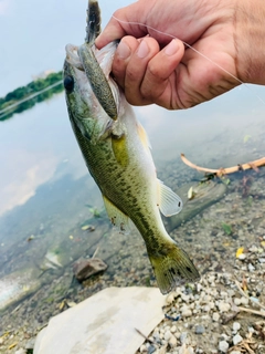 ラージマウスバスの釣果