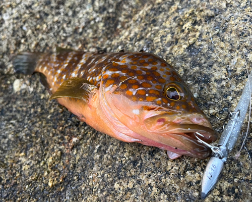 アコウの釣果