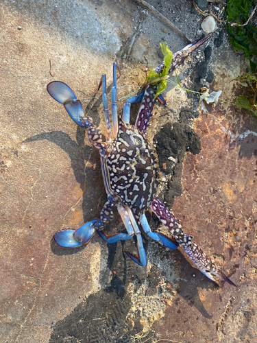 タイワンガザミの釣果