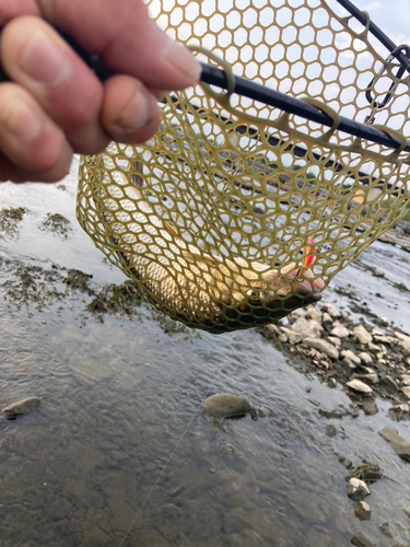 ニゴイの釣果