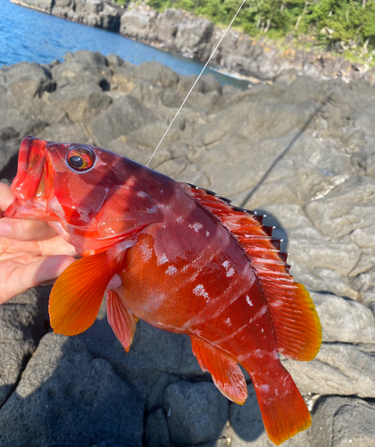 アカハタの釣果