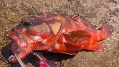 アカハタの釣果