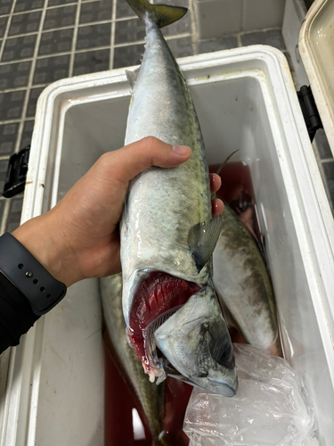 サバの釣果