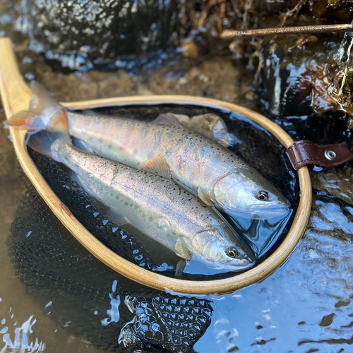 ヤマメの釣果