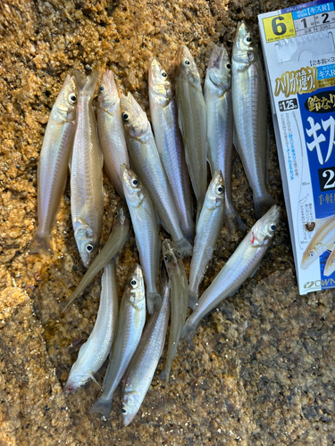 キスの釣果