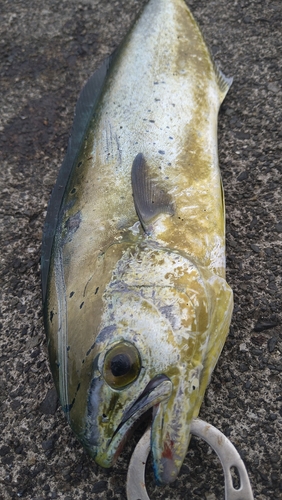 シイラの釣果