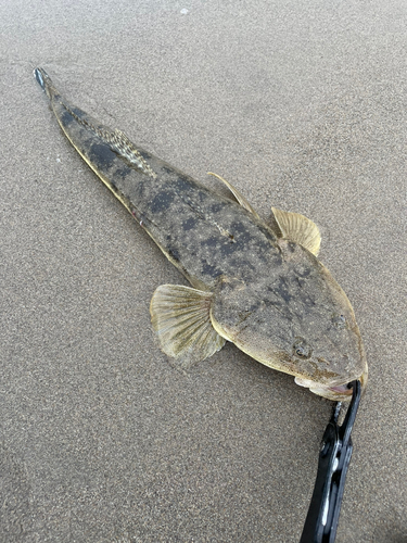 マゴチの釣果