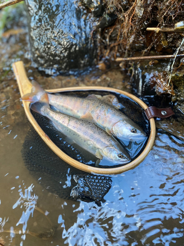 ヤマメの釣果